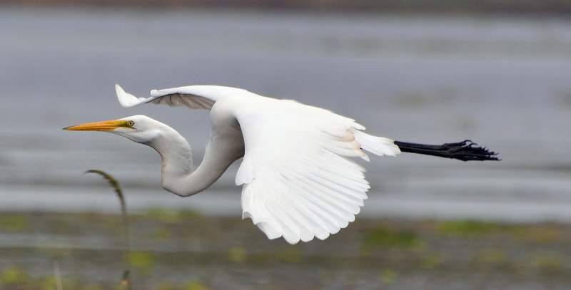 AIRBOAT RIDE - ID: 11054781 © SHIRLEY MARGUERITE W. BENNETT