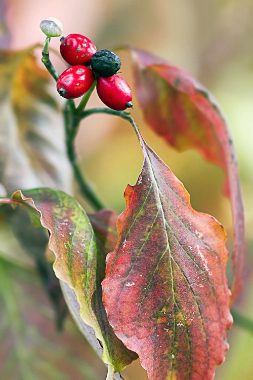 Dogwood in Autumn