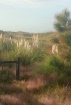 Beach Grasses
