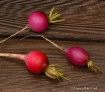 Rolypoly radishes