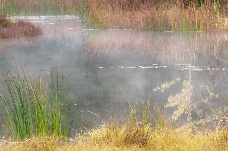 Moods of the Pond #16-- Reflections in the fog
