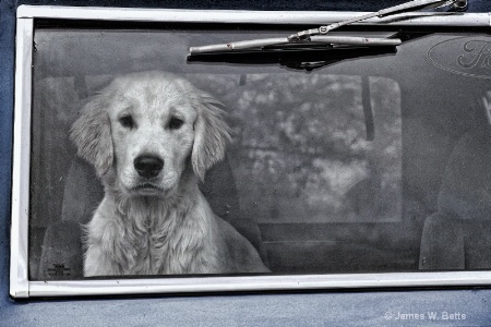 Doggie In The Window 