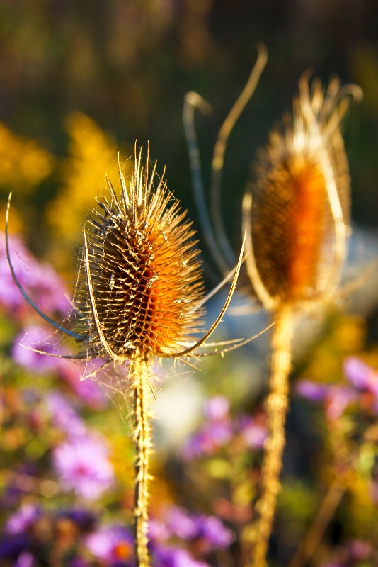 Fall Thistle.....