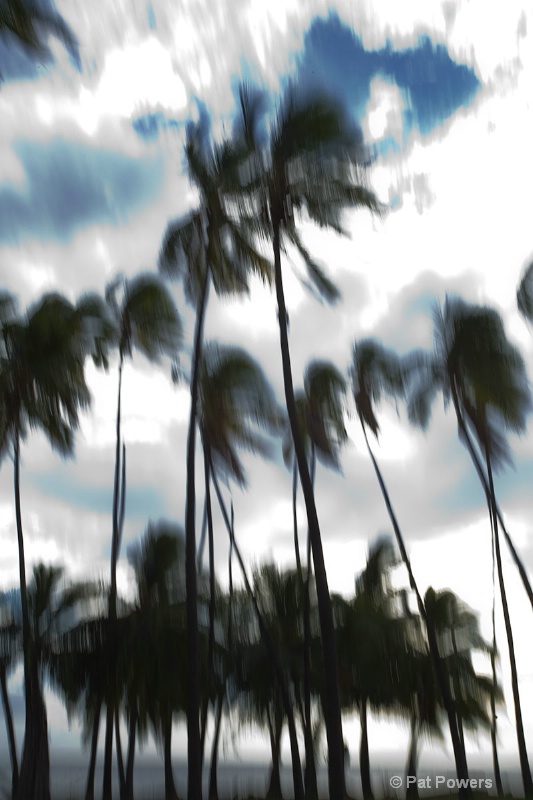 Palm Trees on a Cloudy Night - ID: 11058488 © Pat Powers