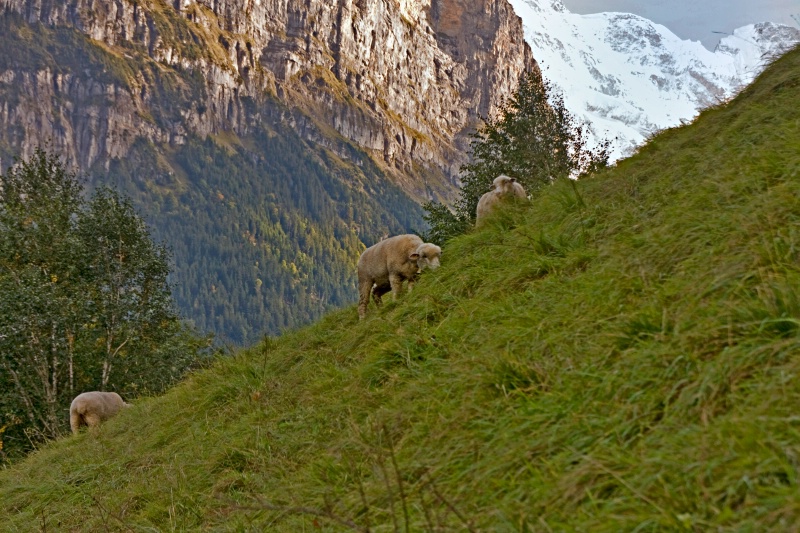 img8