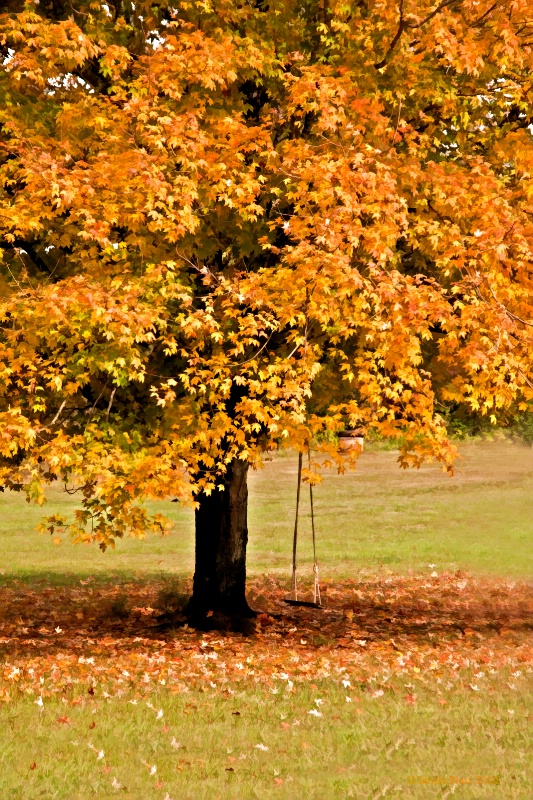 Tree Swing