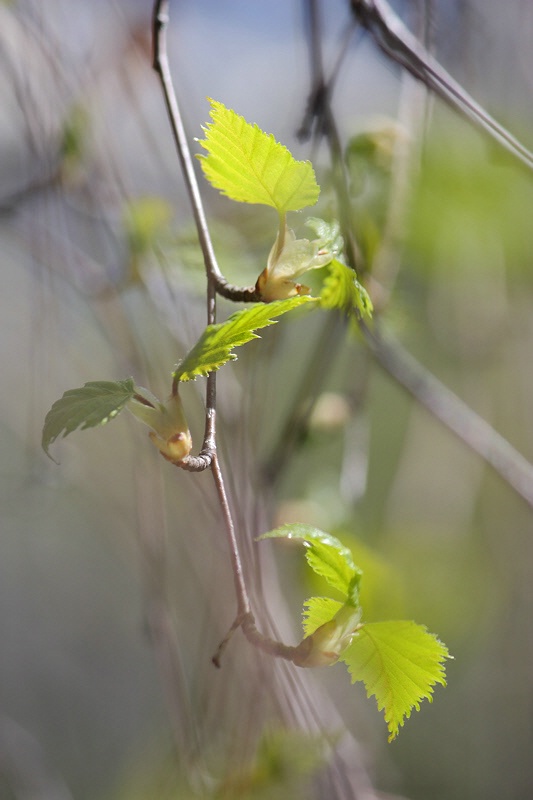 Spring renewal