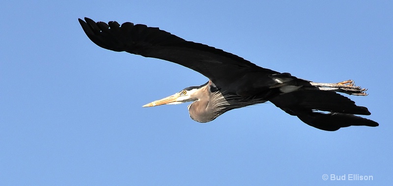 Flying Over Pickwick Lake