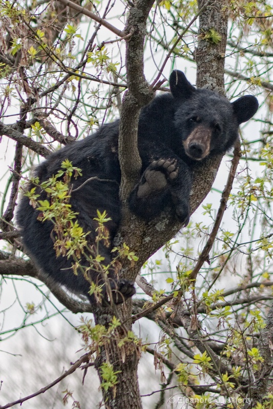 Bear in tree in Barre, Vermont - ID: 11066511 © Eleanore J. Hilferty