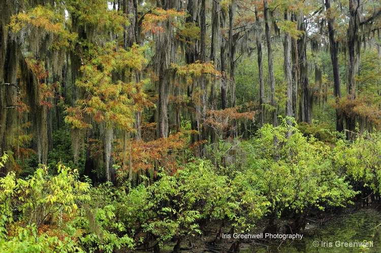 Cypress Trees