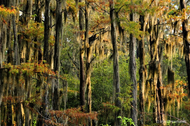 Egret in the Cypress Forest