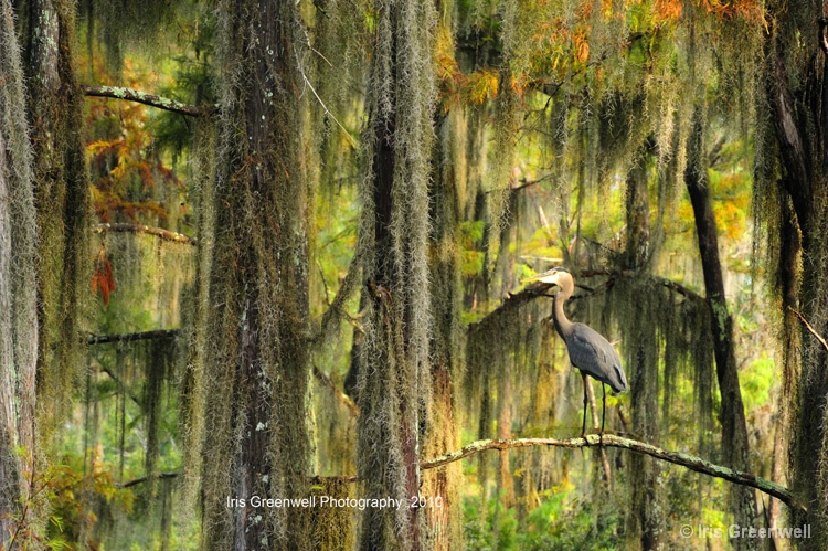 Caddo lake