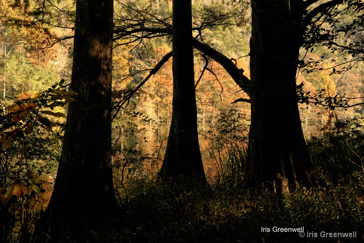 Cypress Trees Silhouettes