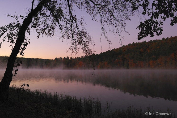 Purple Morning