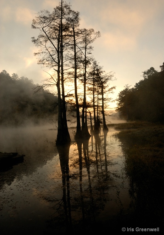 Cypress Trees