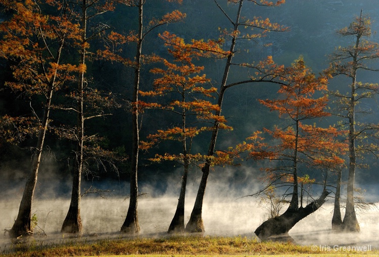 Cypress Trees in the Mist