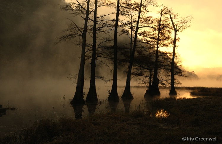 Silhouettes