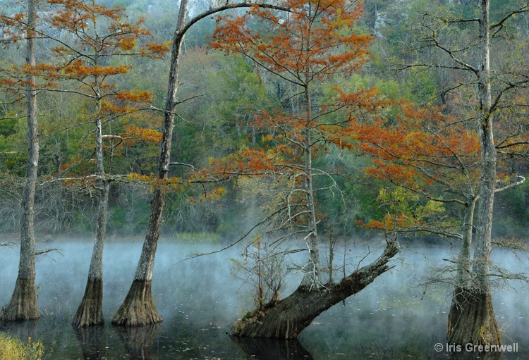 Cypress Trees in the Mist