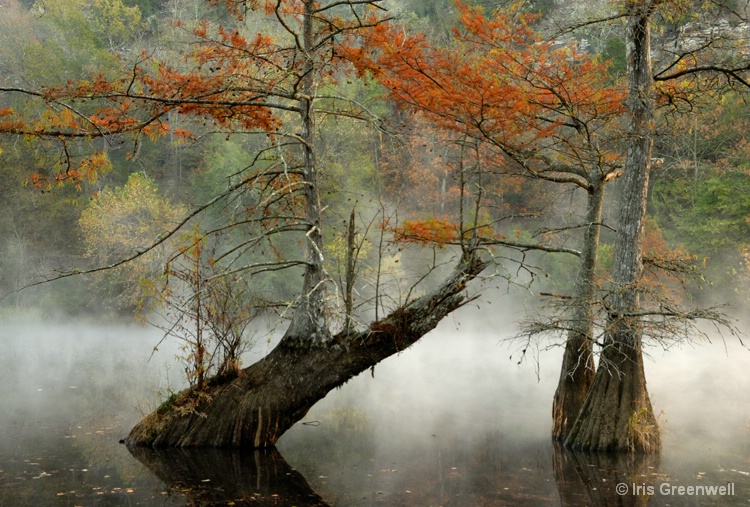 Trees in the River