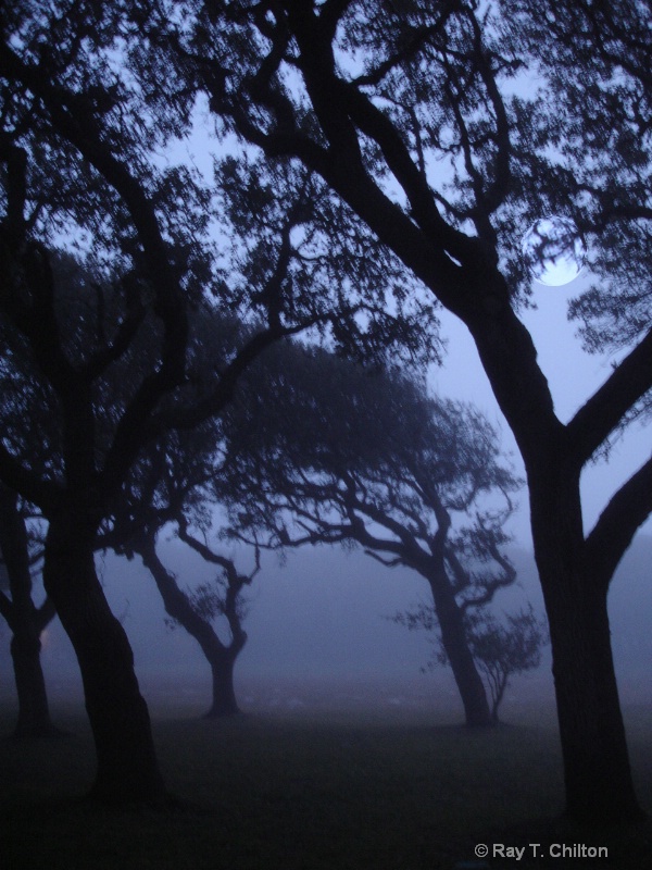 Evening Fog