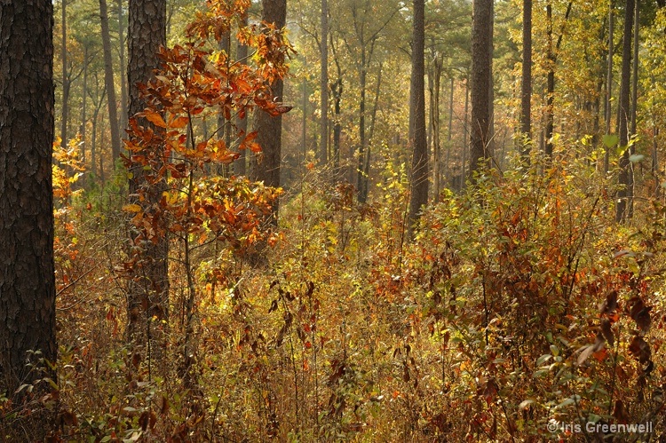 Mist in the Forest