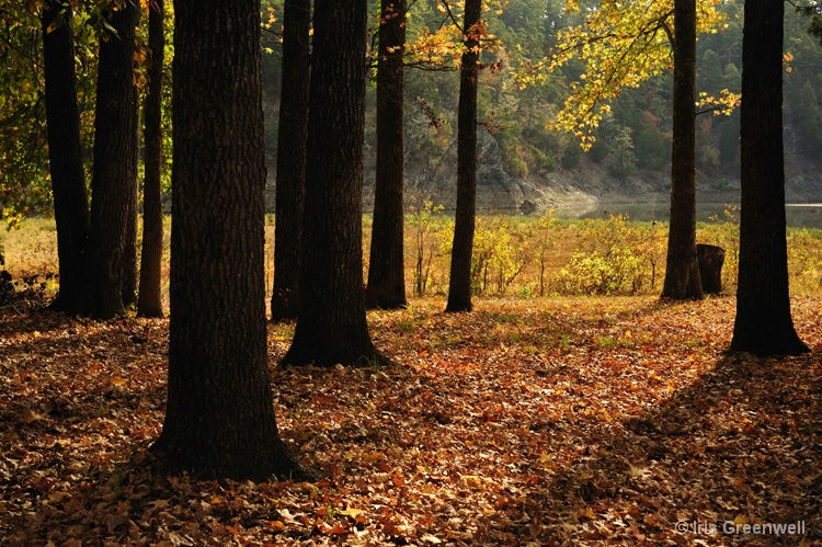 Trees Silhouettes