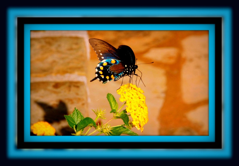 The Elusive Butterfly of Love - ID: 11072130 © Anita K. Noland