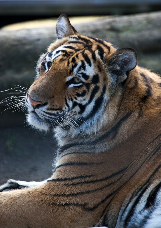 Kitty at Cougar Mountain Zoo