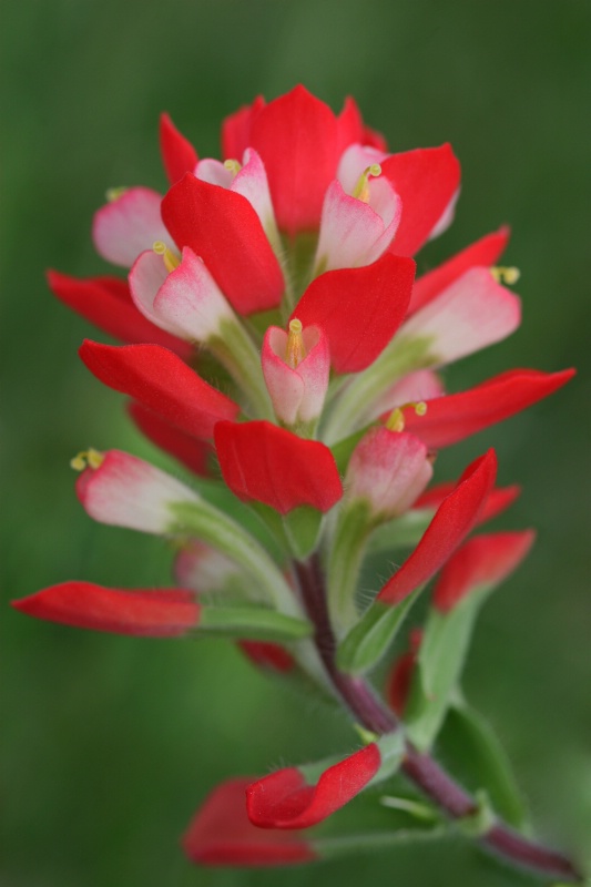 Indian Paintbrush