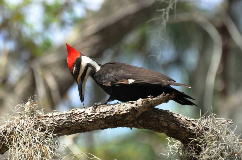 Pileated Woodpecker