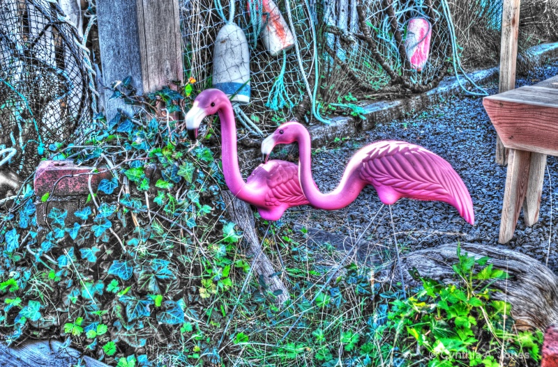 Pink Flamingos