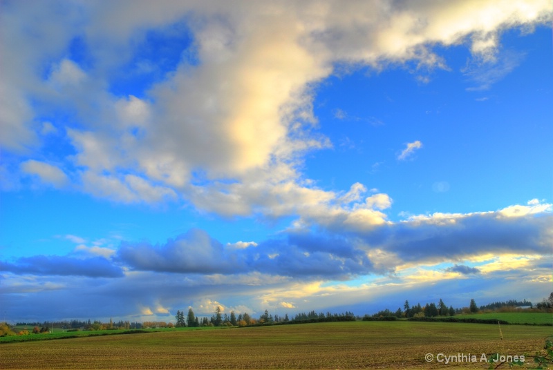 Corn Field3