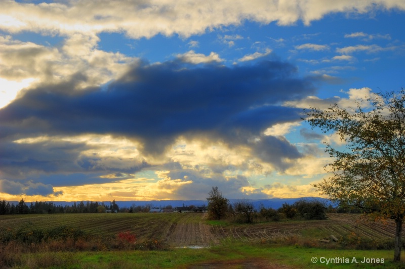 Corn Field2