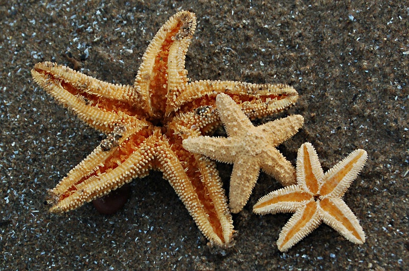 ~Beach Stars~