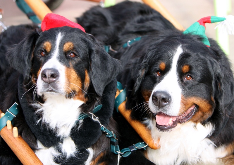 Mountain Dogs - ID: 11076815 © Susan Popp