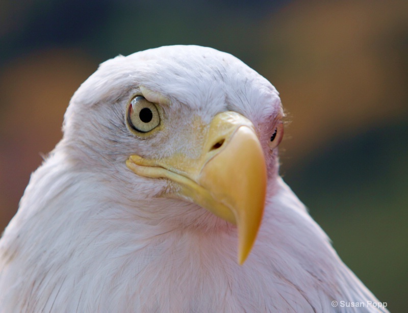 Watching - ID: 11076817 © Susan Popp