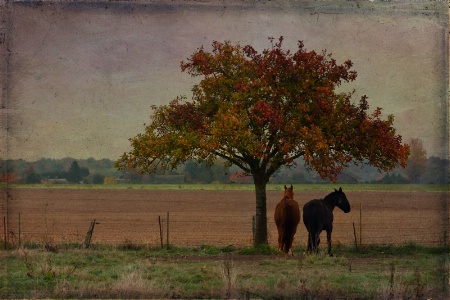 Under the Tree