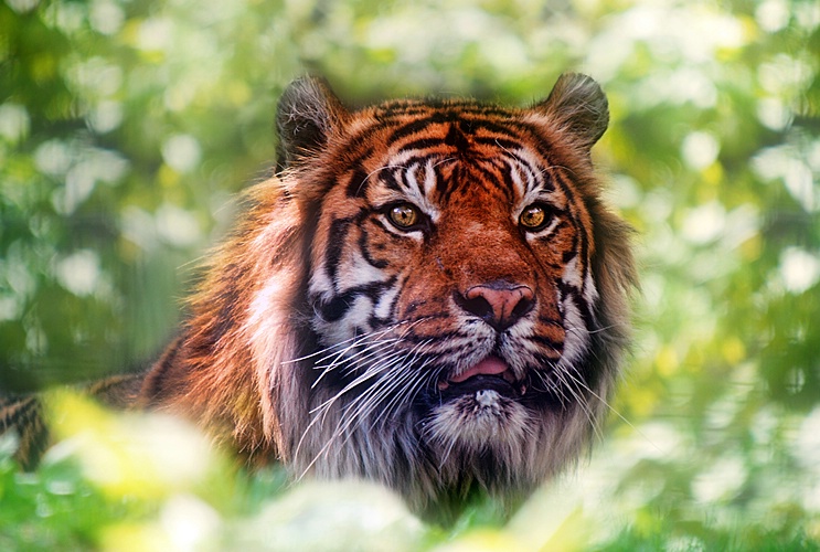 Year of the Tiger - ID: 11078420 © Eric Highfield