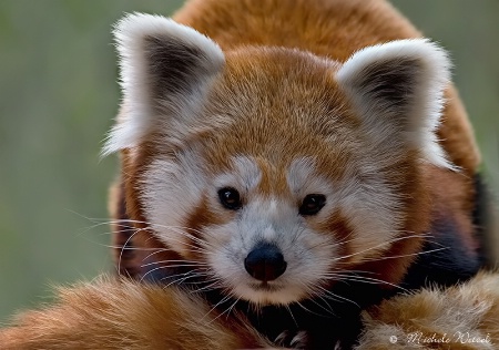 Red Panda