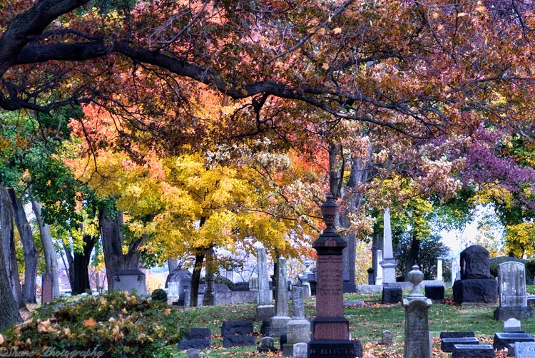 Autumn's Canopy