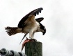 Majestic Osprey