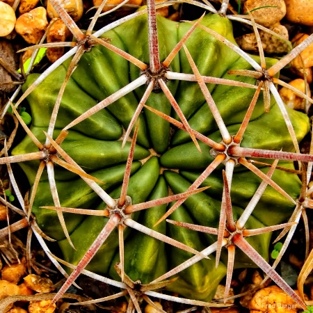 Cactus