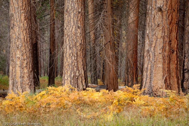 Yosemite woodlands