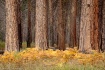 Yosemite woodland...