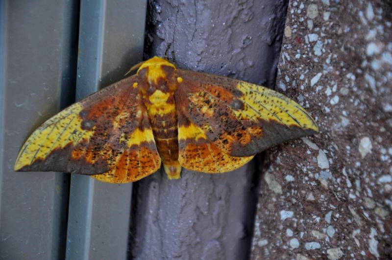  Imperial moth