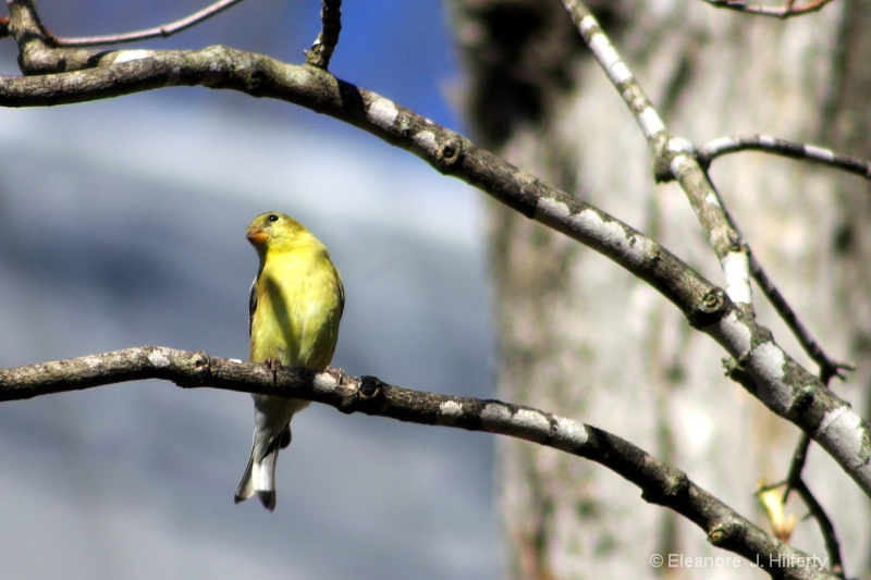 Goldfinch - ID: 11084486 © Eleanore J. Hilferty