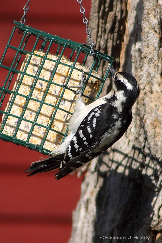 Female Hairy Woodpecker eating suet