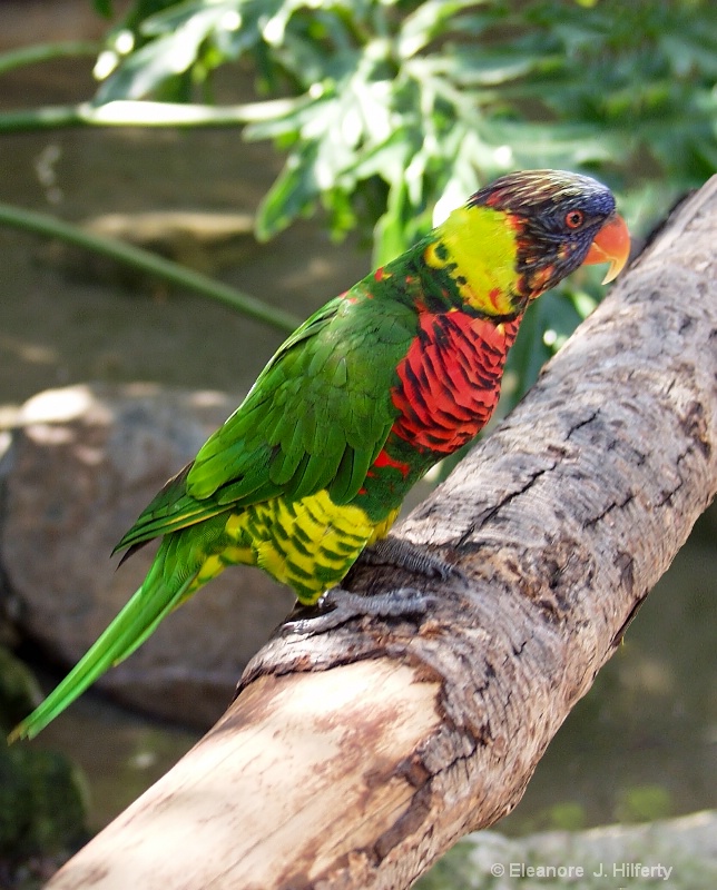 Lorikeet 2 - ID: 11084539 © Eleanore J. Hilferty