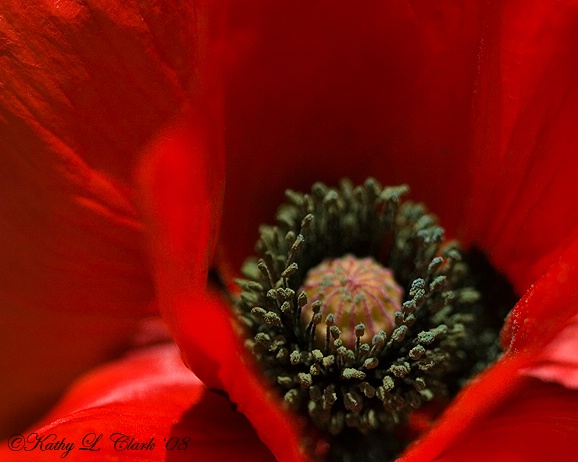 A Red Poppy for The Veterans