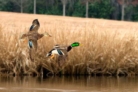 Mallard Pair